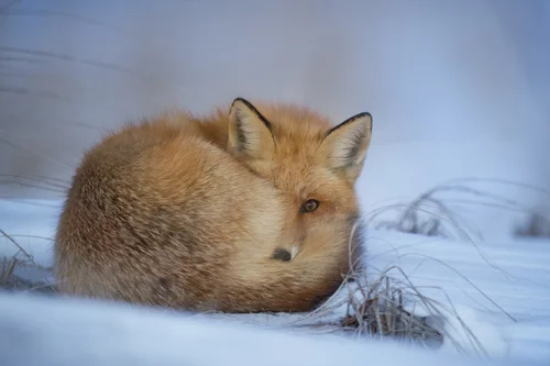 Rewilding
