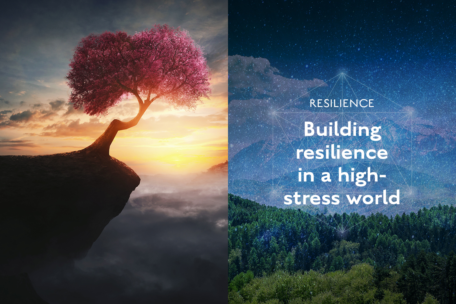 Creating Resilience in a Stressful World