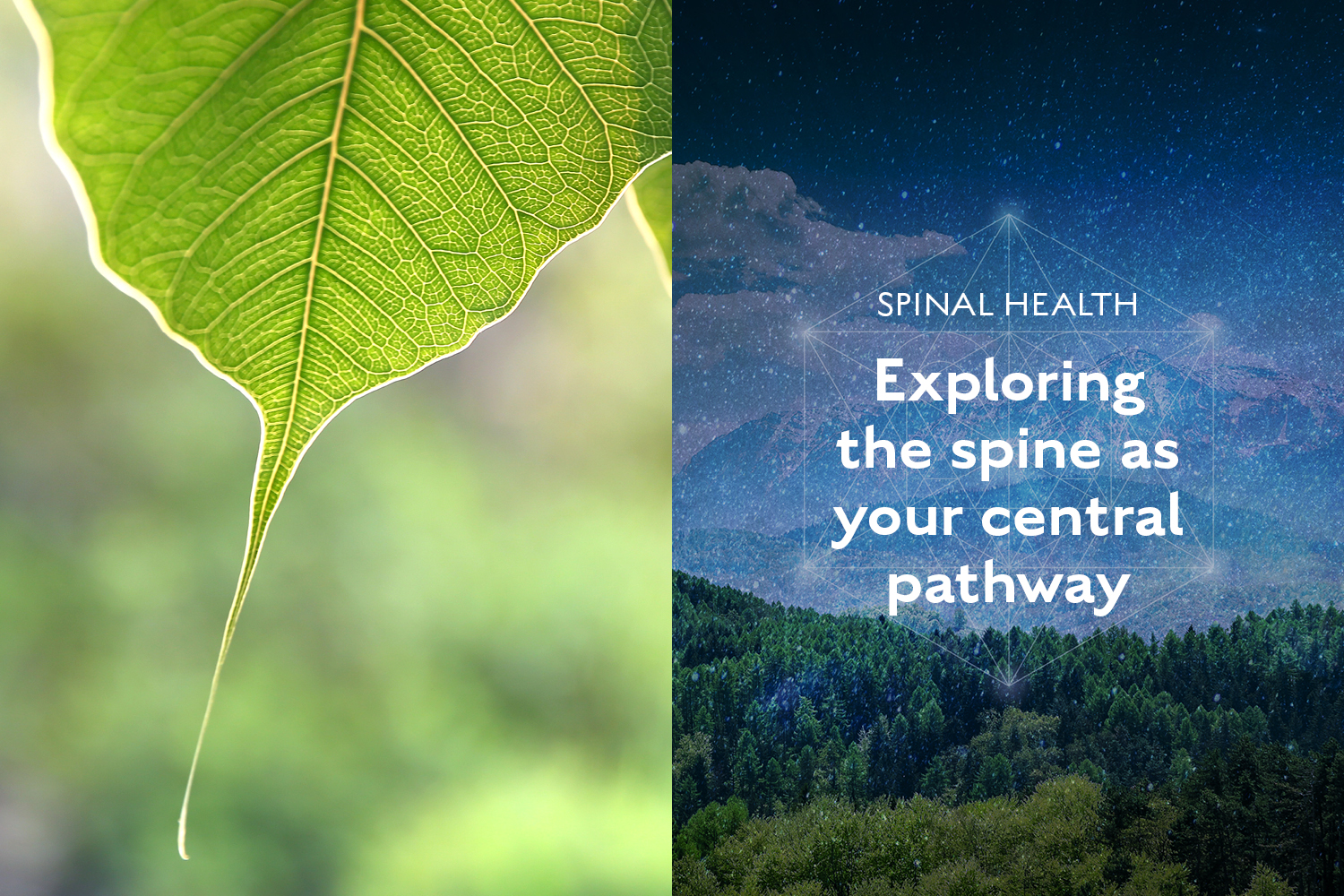 The Sacred Architecture of the Spine: Exploring the Body’s Central Pathway
